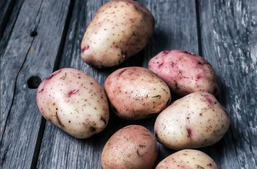 Наиболее популярные сорта семенного картофеля - СПК-Красное